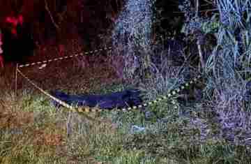 Nova Laranjeiras - Indígena morre ao ser atropelado na PR 473
